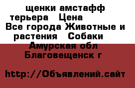 щенки амстафф терьера › Цена ­ 30 000 - Все города Животные и растения » Собаки   . Амурская обл.,Благовещенск г.